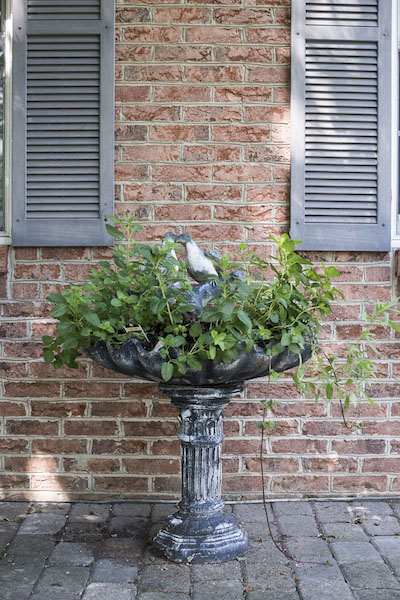 best-herbs-for-containers